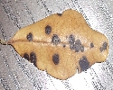 Images 17