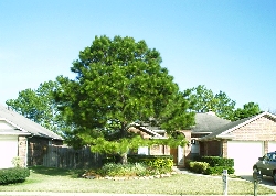 pine tree taken care of by tree tops pest control the woodlands 35
