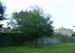 Tree Care Services 37